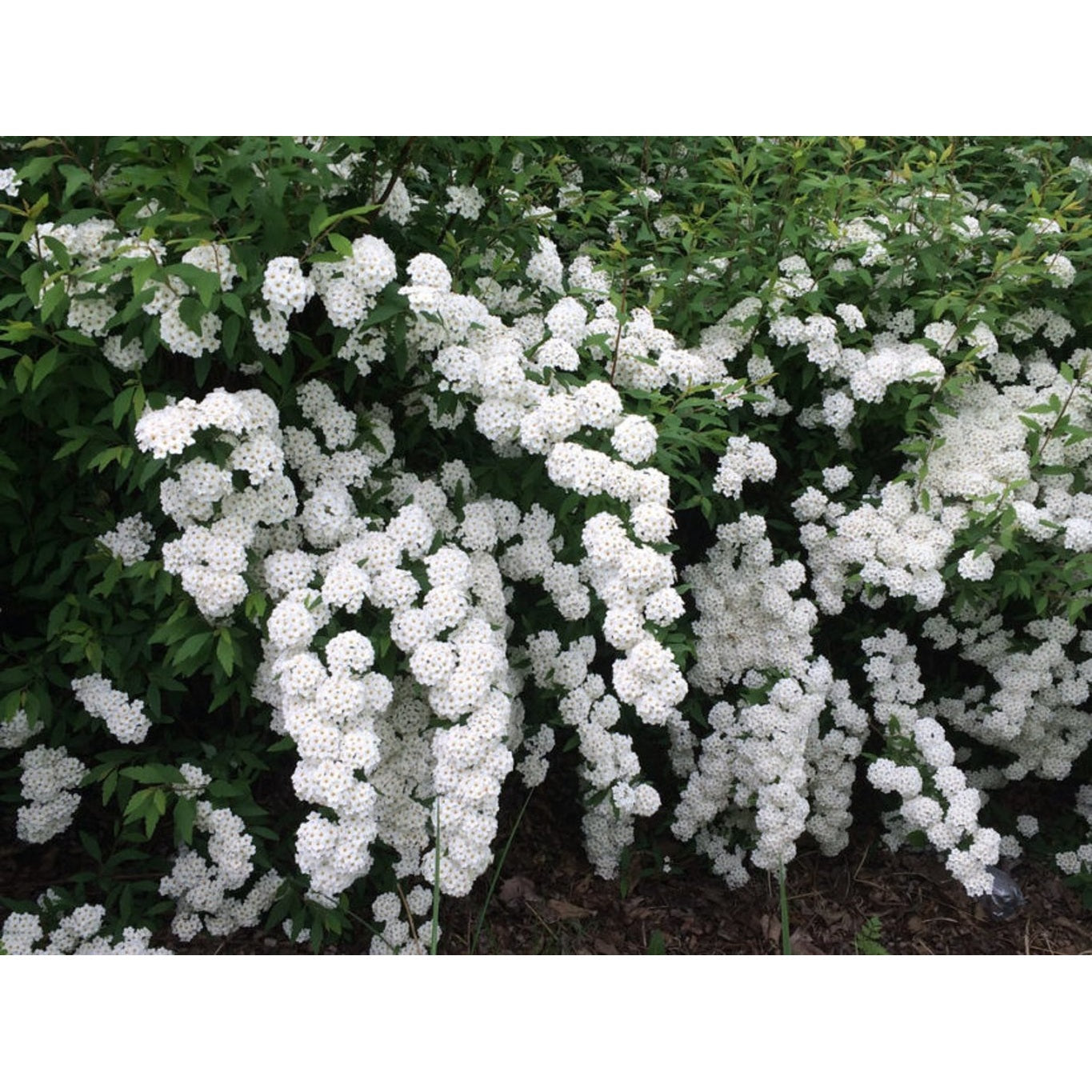 Brudspirea – Spiraea vanhouttei 'Gold Fountain' - 100-120 CM RB